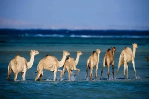 Marine biodiversity Marsa Alam Wadi El Gemal