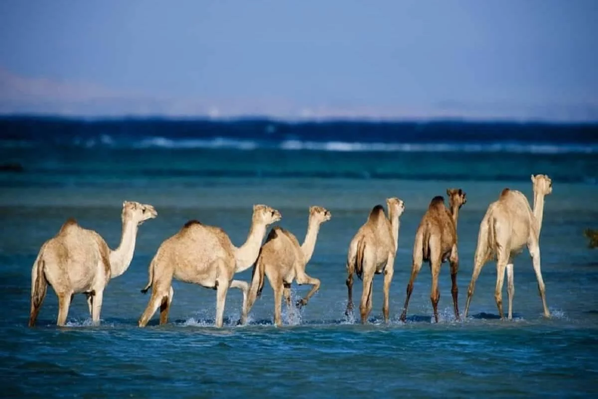 Marine biodiversity Marsa Alam Wadi El Gemal